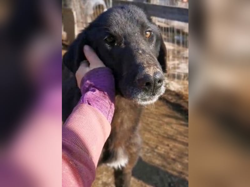 Vigor - sanfter Hundemann mit langen Beinchen