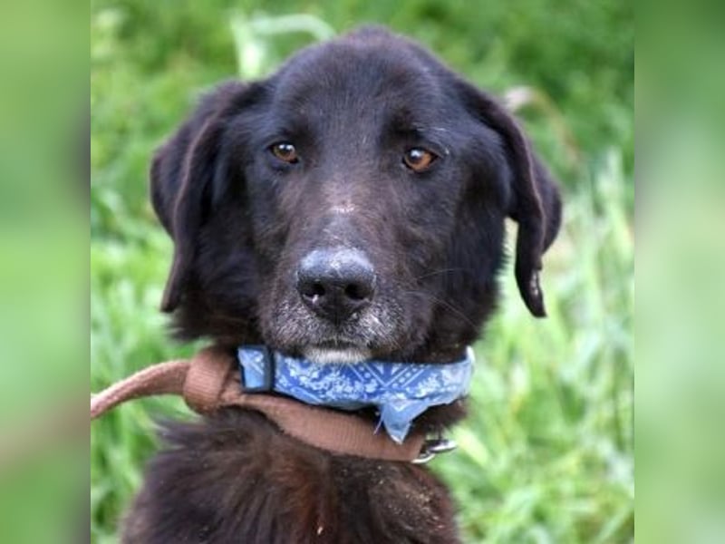 Vigor - sanfter Hundemann mit langen Beinchen