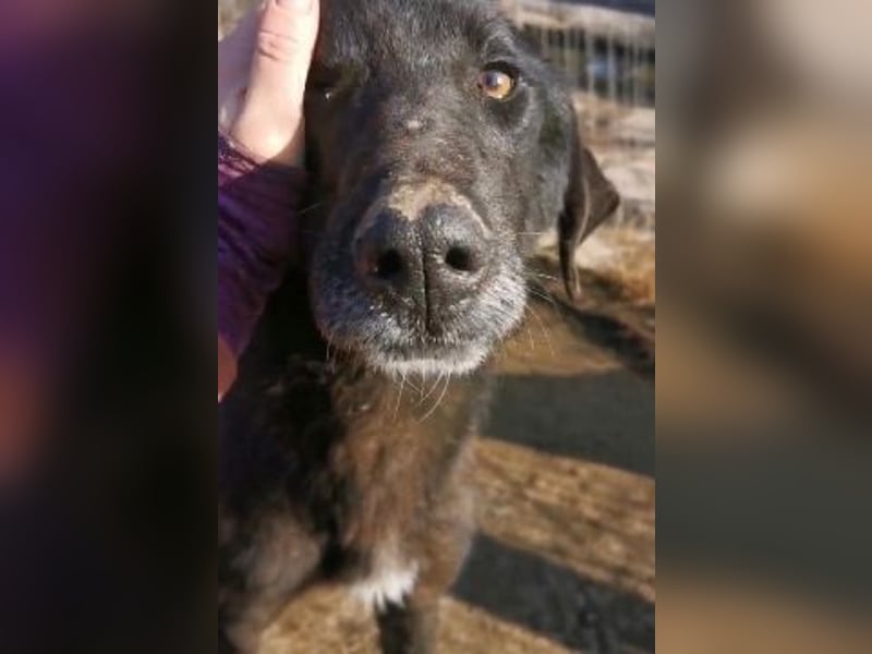 Vigor - sanfter Hundemann mit langen Beinchen