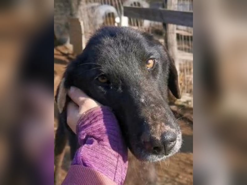 Vigor - sanfter Hundemann mit langen Beinchen