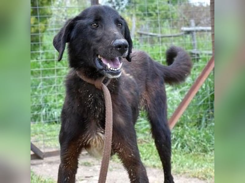 Vigor - sanfter Hundemann mit langen Beinchen