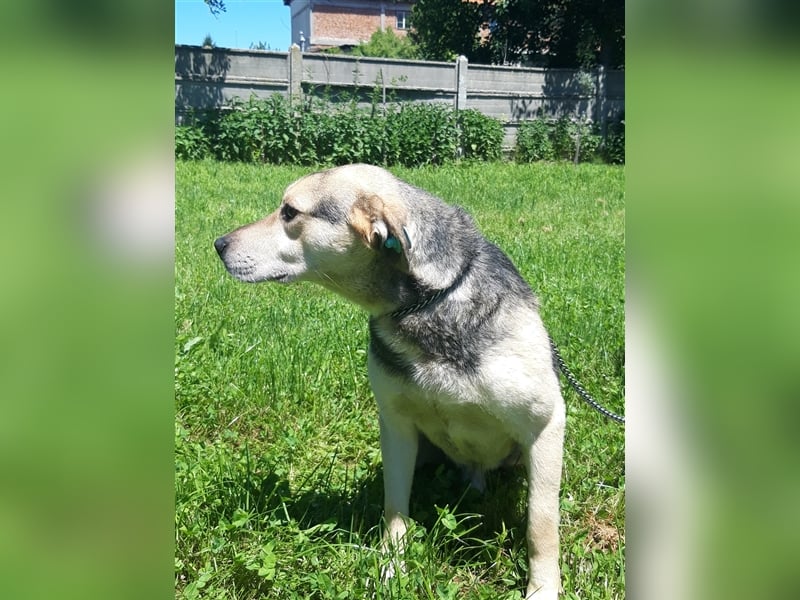 VINI gerettet aus der Tötung von Moreni/Rumänien