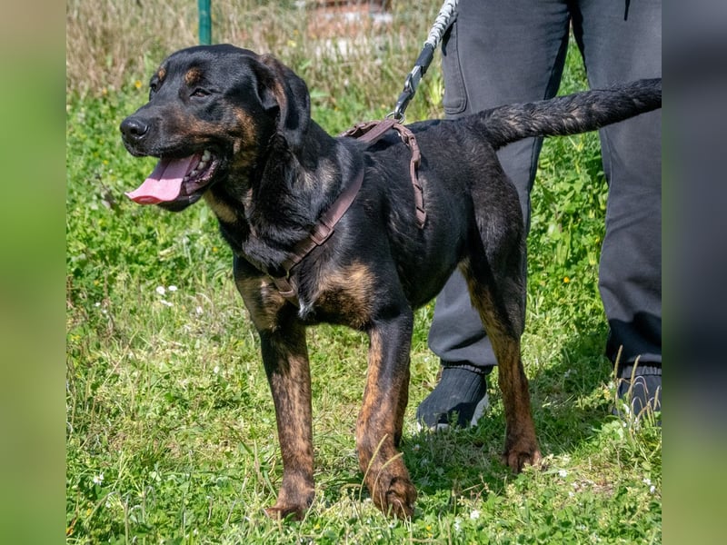 Pablo – ein aufgeweckter toller Junghund