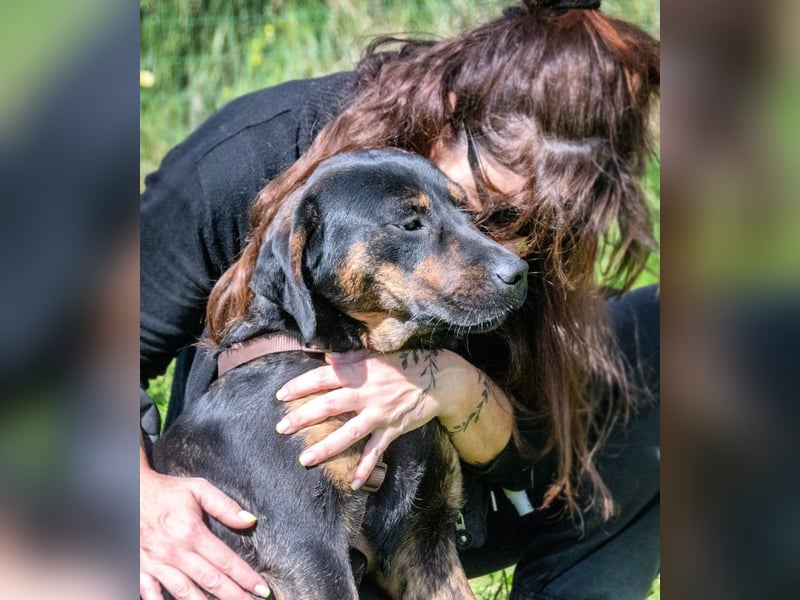 Pablo – ein aufgeweckter toller Junghund