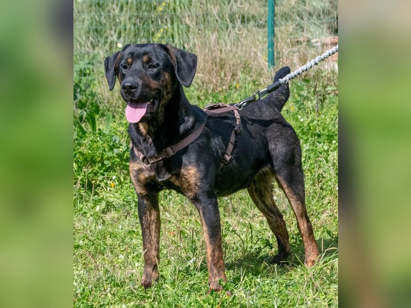 Pablo – ein aufgeweckter toller Junghund