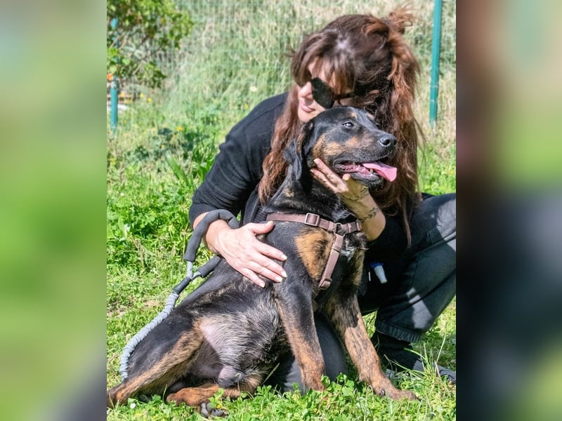 Pablo – ein aufgeweckter toller Junghund