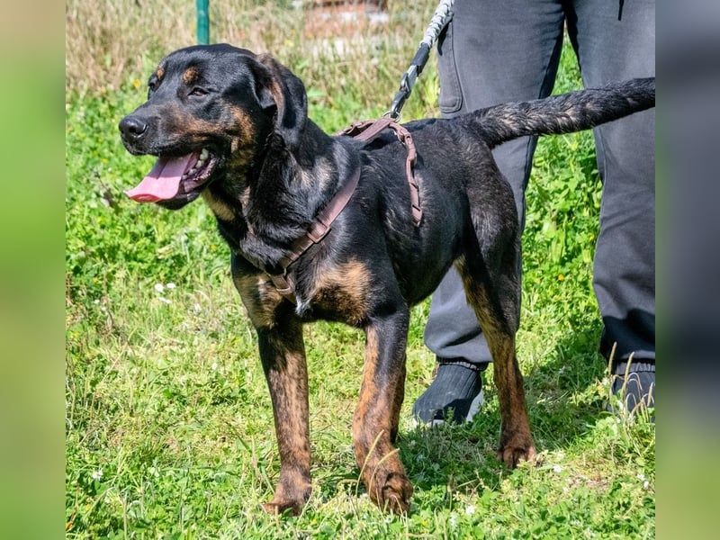 Pablo – ein aufgeweckter toller Junghund