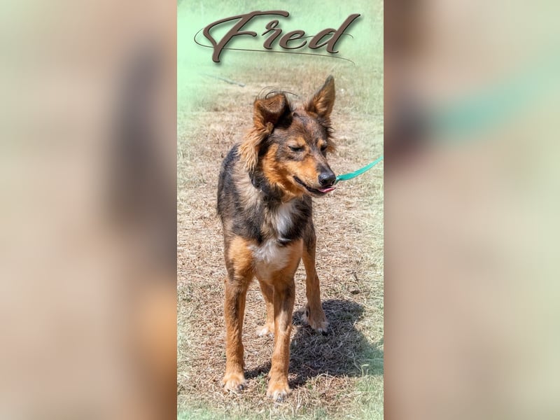 Fred - ein Kuschelbär