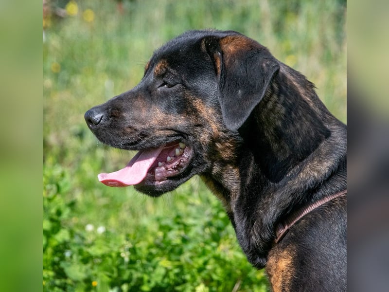 Pablo – ein aufgeweckter toller Junghund