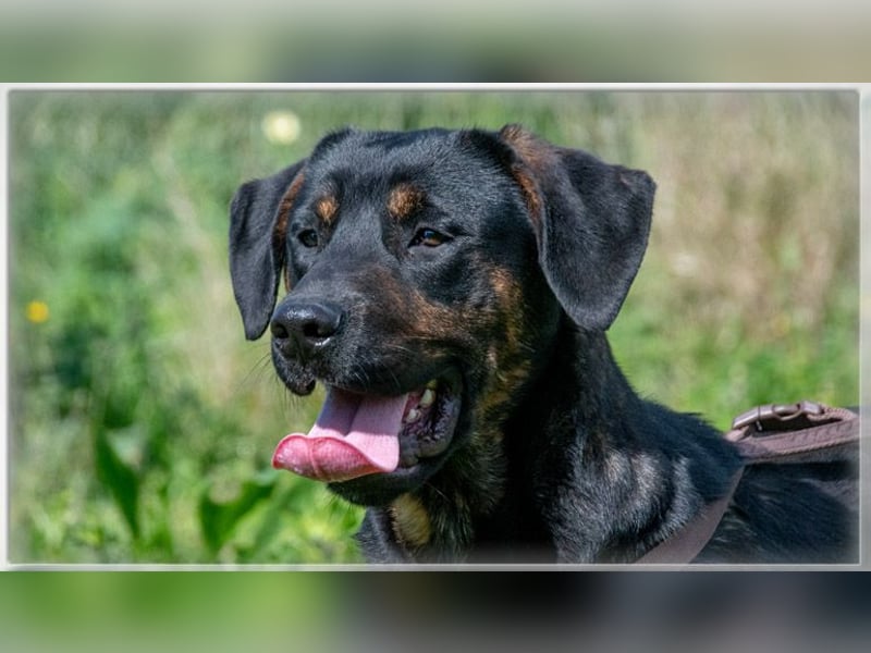 Pablo – ein aufgeweckter toller Junghund