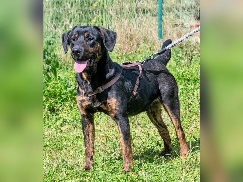 Pablo – ein aufgeweckter toller Junghund