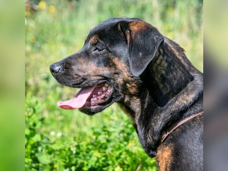 Pablo – ein aufgeweckter toller Junghund