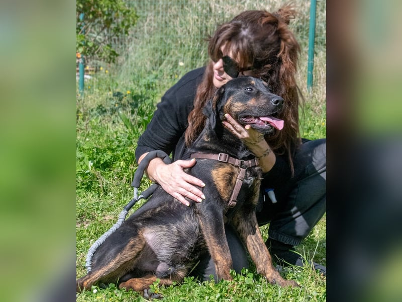Pablo – ein aufgeweckter toller Junghund