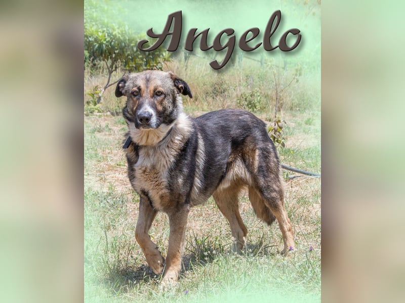 Angelo - ein sanfter Typ