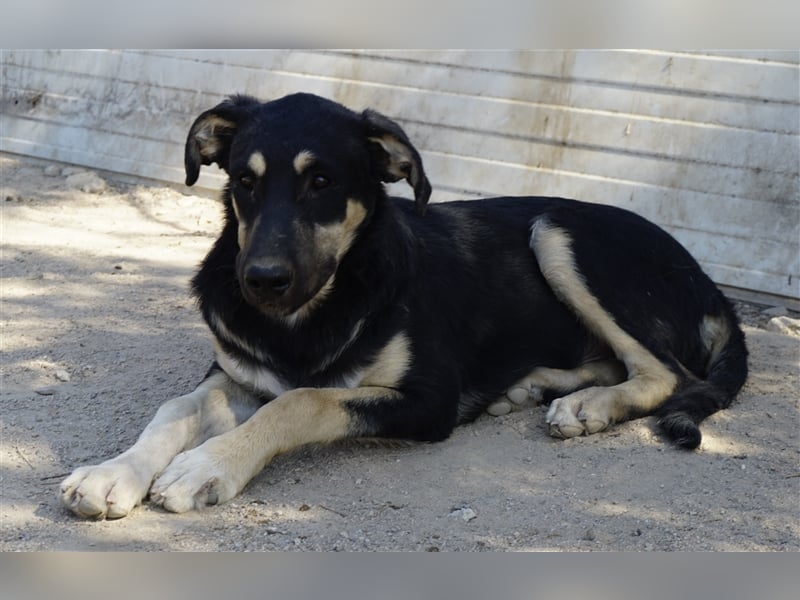 Sansone - lieb und unsicher