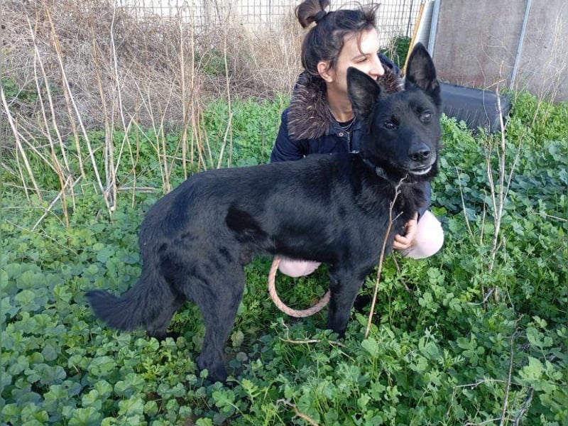 Rapi, aktiver Rüde, ca. 11 Jahre, ca. 25 kg, ca. 60 cm