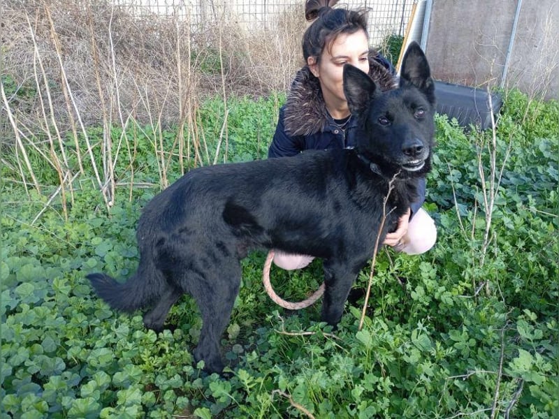 Rapi, aktiver Rüde, ca. 11 Jahre, ca. 25 kg, ca. 60 cm