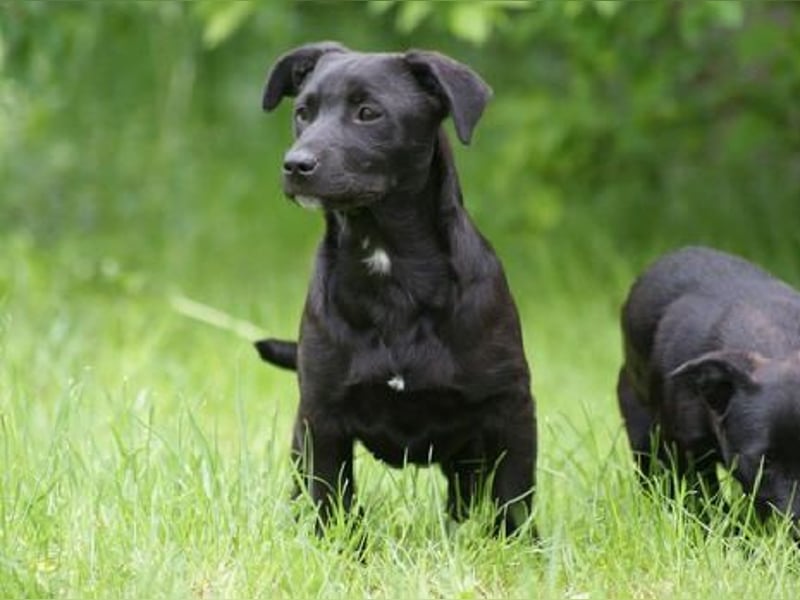 Kormos , sucht ein neues Zuhause