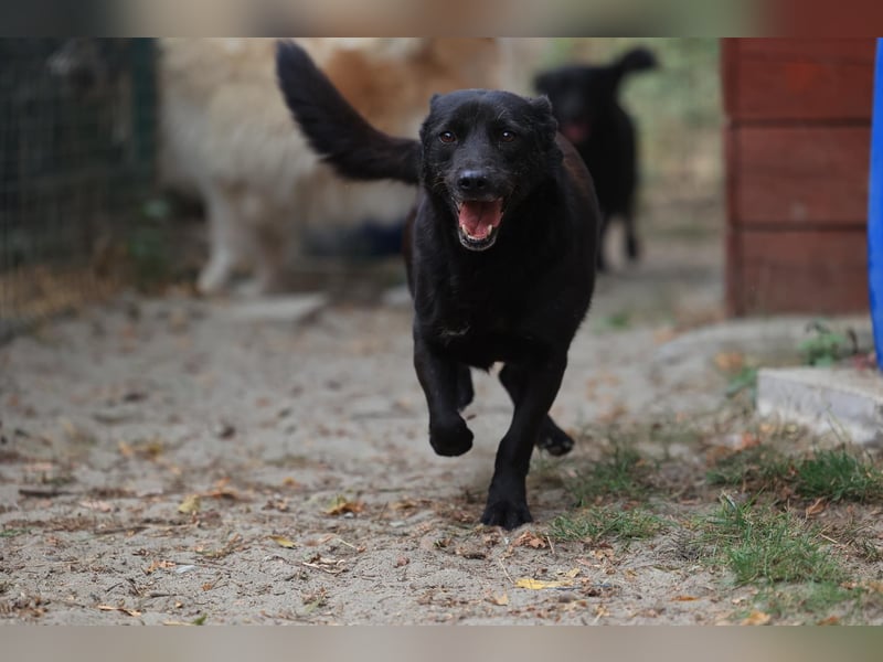 Kormos , sucht ein neues Zuhause