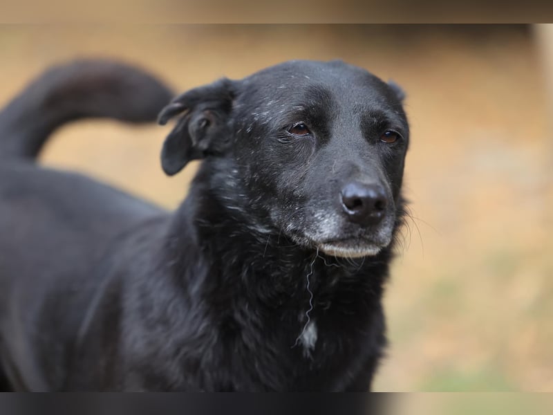 Kormos , sucht ein neues Zuhause