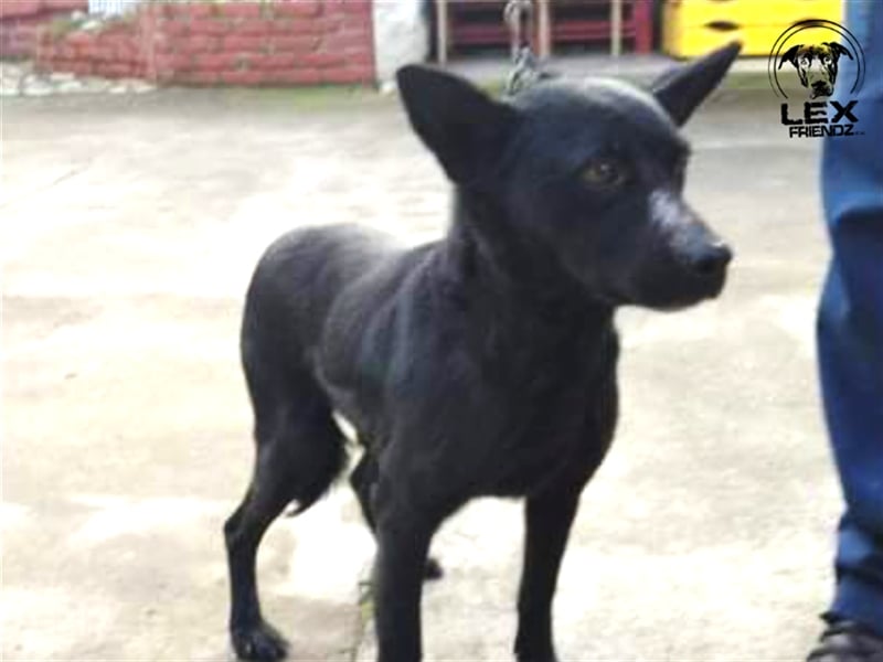 Elias - freundlicher Hund sucht Chance