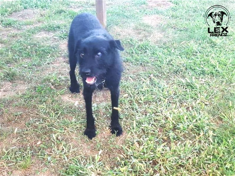 Kimbo - verängstigter Hund