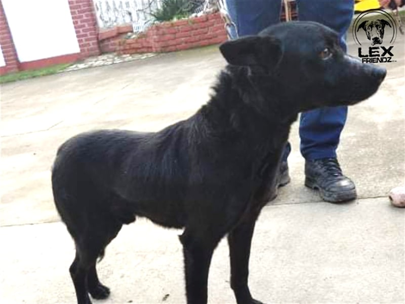 Elias - freundlicher Hund sucht Chance