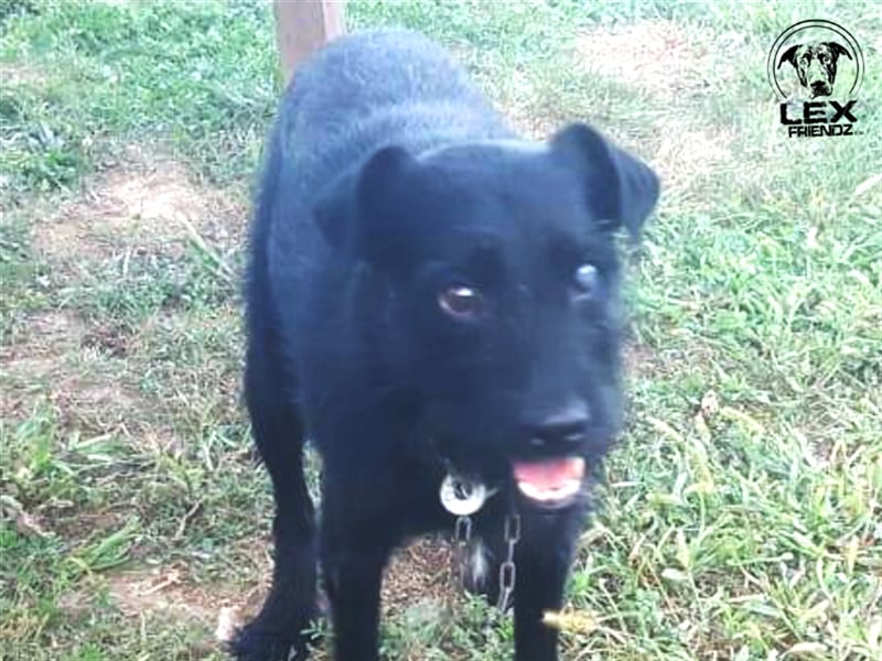 Kimbo - verängstigter Hund