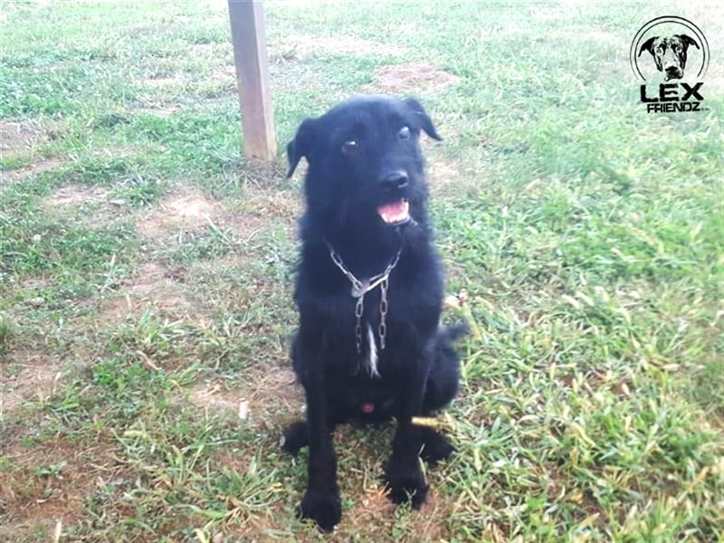 Kimbo - verängstigter Hund