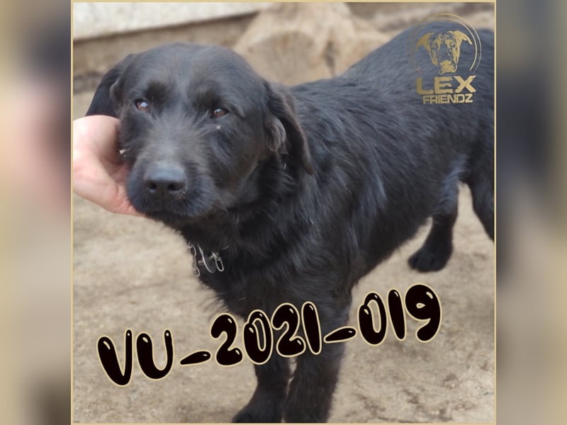VU-2021-019 hofft auf ein Wunder