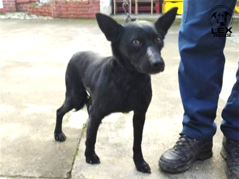 Elias - freundlicher Hund sucht Chance