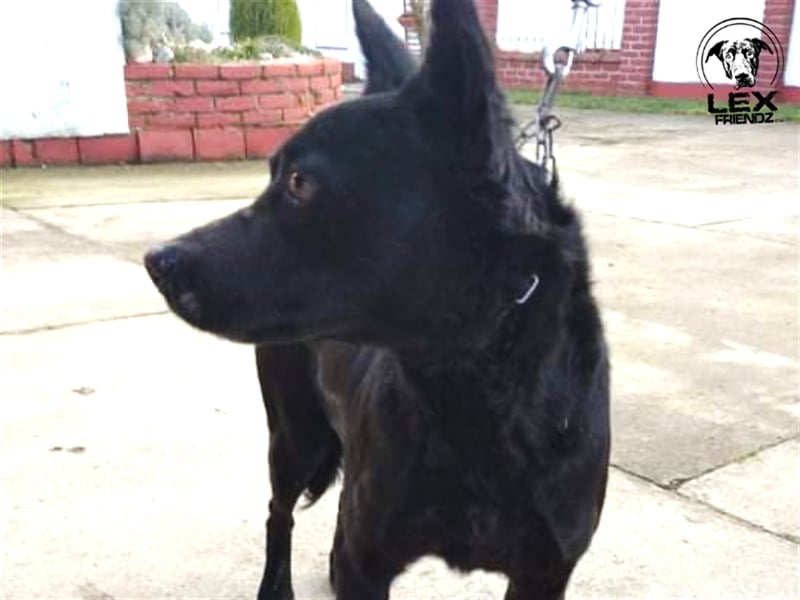 Elias - freundlicher Hund sucht Chance