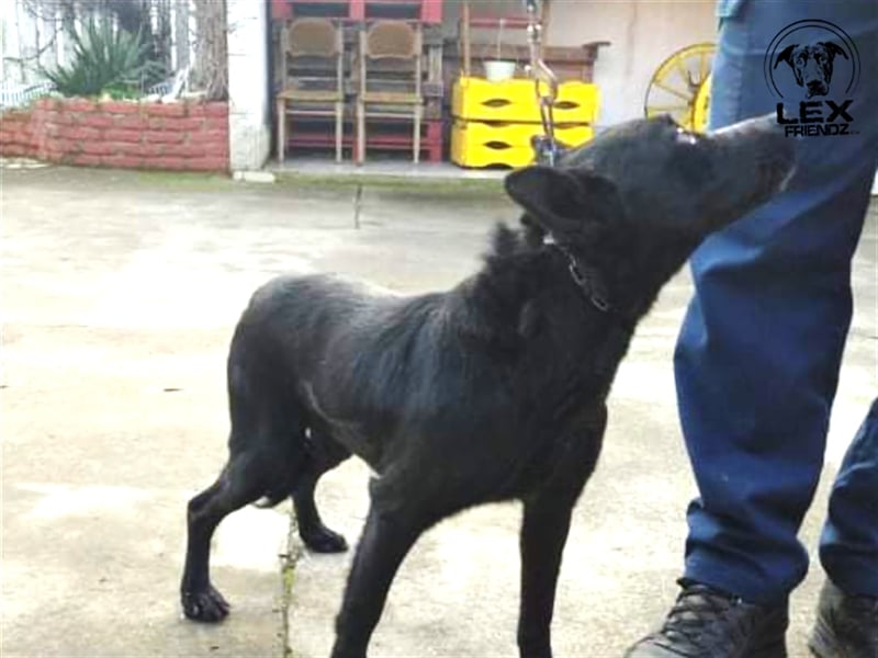 Elias - freundlicher Hund sucht Chance