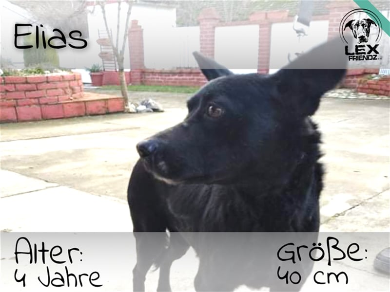 Elias - freundlicher Hund sucht Chance