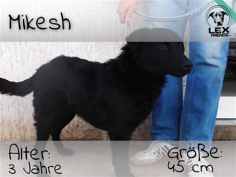 Mikesh - junger Kerl sucht zu Hause
