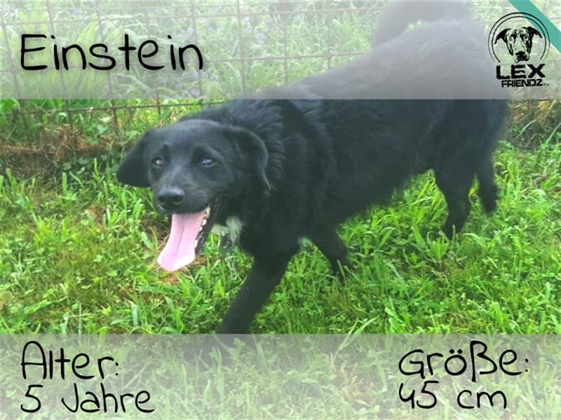 Einstein - liebevolles zu Hause gesucht