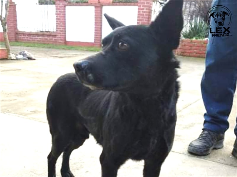 Elias - freundlicher Hund sucht Chance