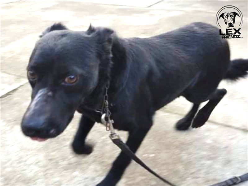 Elias - freundlicher Hund sucht Chance