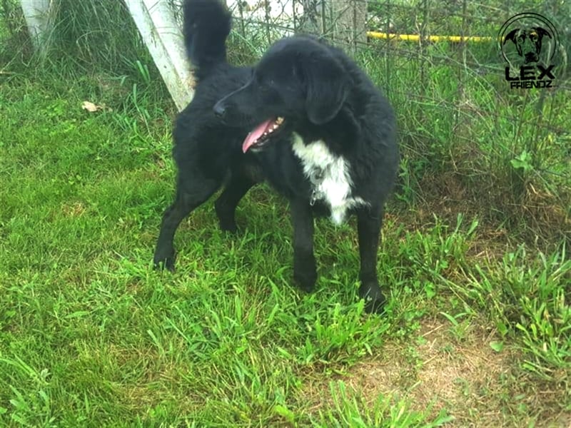 Einstein - liebevolles zu Hause gesucht