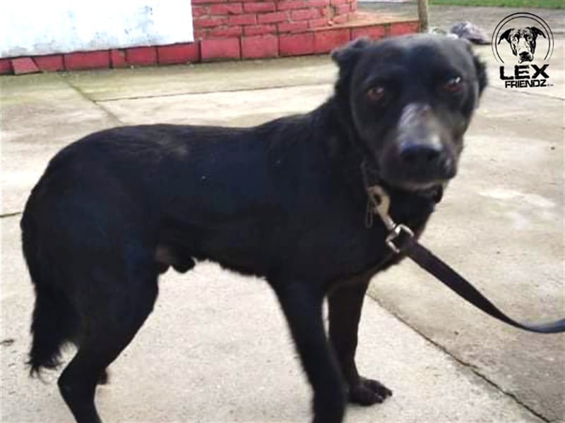 Elias - freundlicher Hund sucht Chance