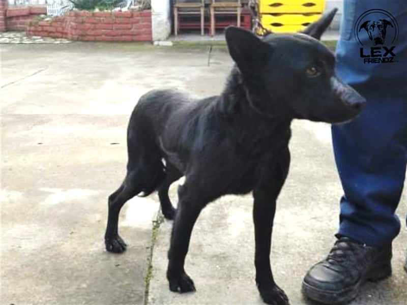Elias - freundlicher Hund sucht Chance