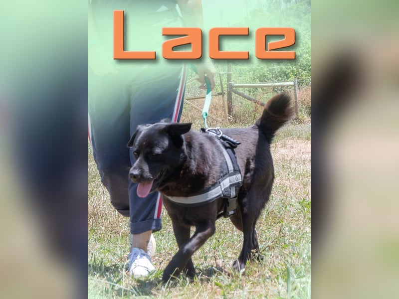 Lace - brav und ausgeglichen