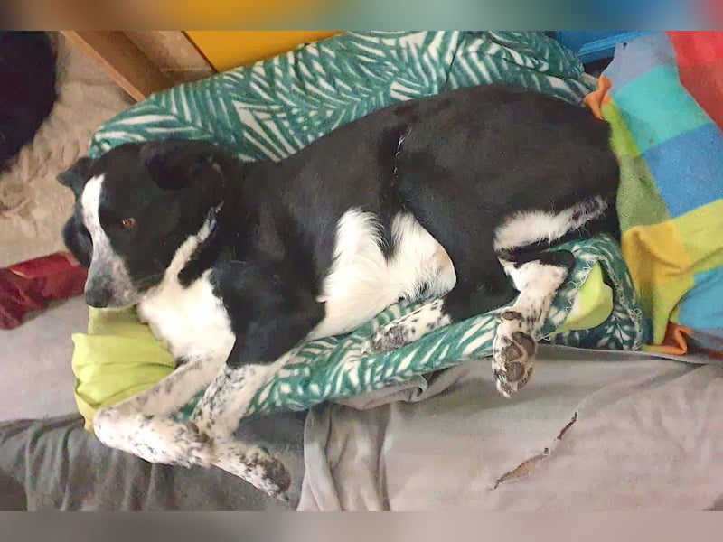 MAX – freundlicher Gefährte