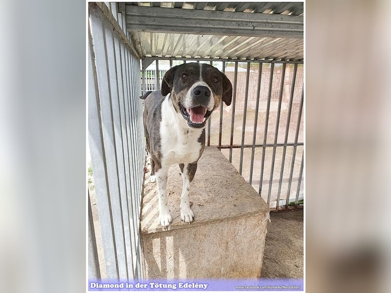 DIAMOND, sucht Menschen mit Erfahrung