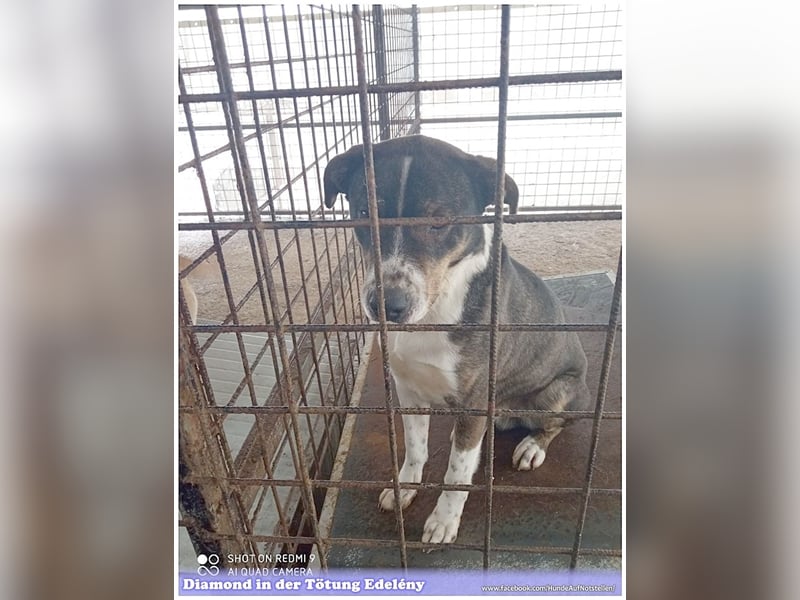 DIAMOND, sucht Menschen mit Erfahrung