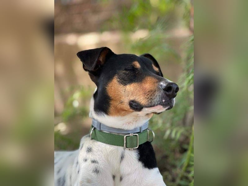 Bildhübscher Bodeguero Andaluz-Mischling sucht liebevolles Happy Home