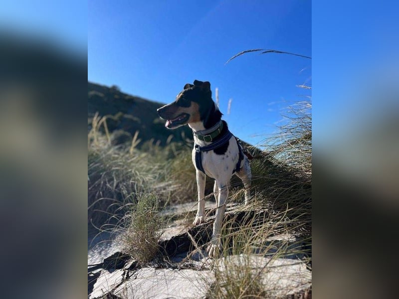Bildhübscher Bodeguero Andaluz-Mischling sucht liebevolles Happy Home