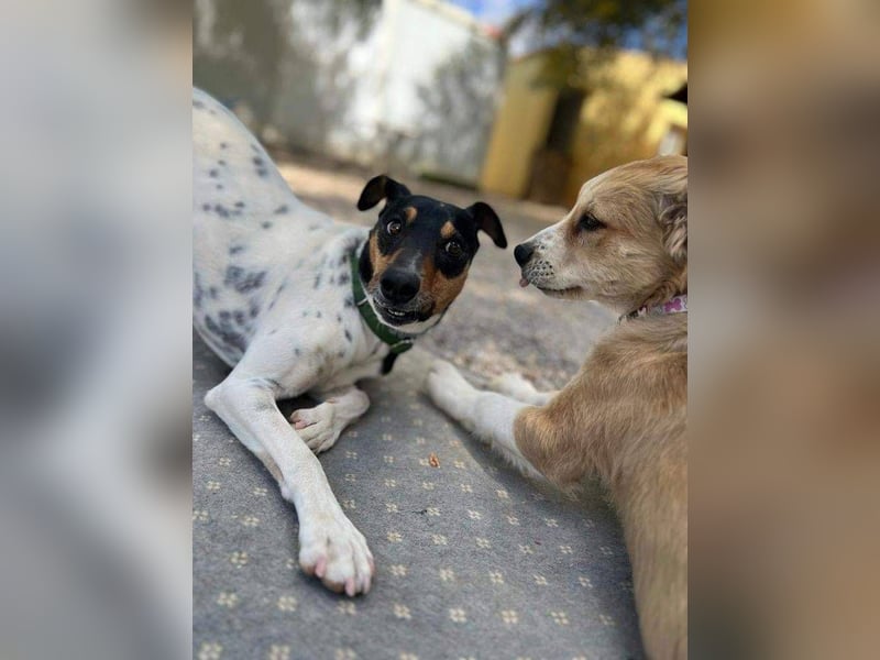 Bildhübscher Bodeguero Andaluz-Mischling sucht liebevolles Happy Home