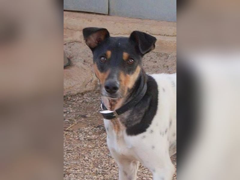 Bildhübscher Bodeguero Andaluz-Mischling sucht liebevolles Happy Home