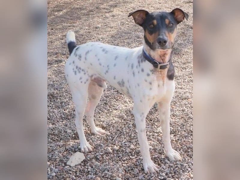Bildhübscher Bodeguero Andaluz-Mischling sucht liebevolles Happy Home